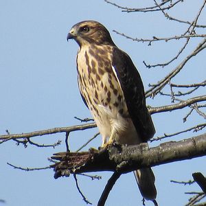 Meet your Posher, Bart